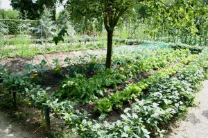 comment faire son potager