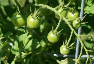 planter tomates
